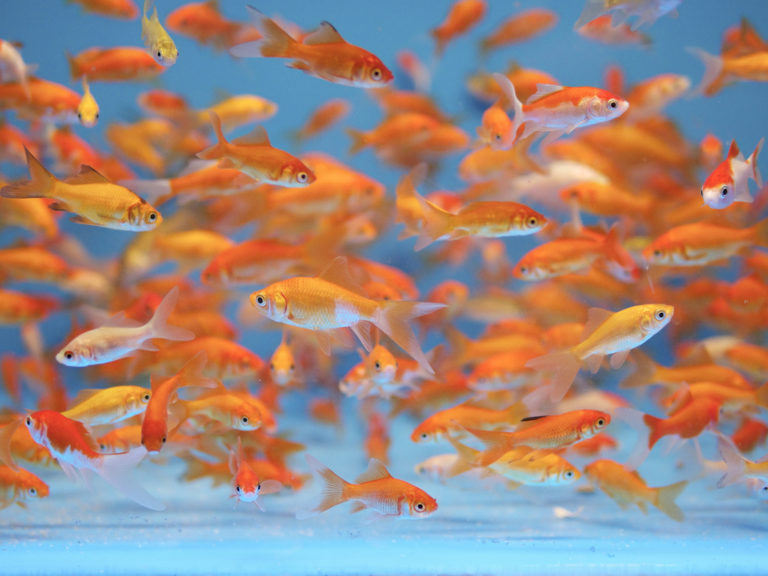 goldfish marketing
